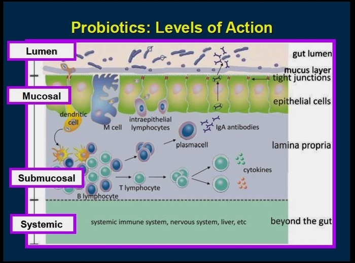 Effects of probiotics