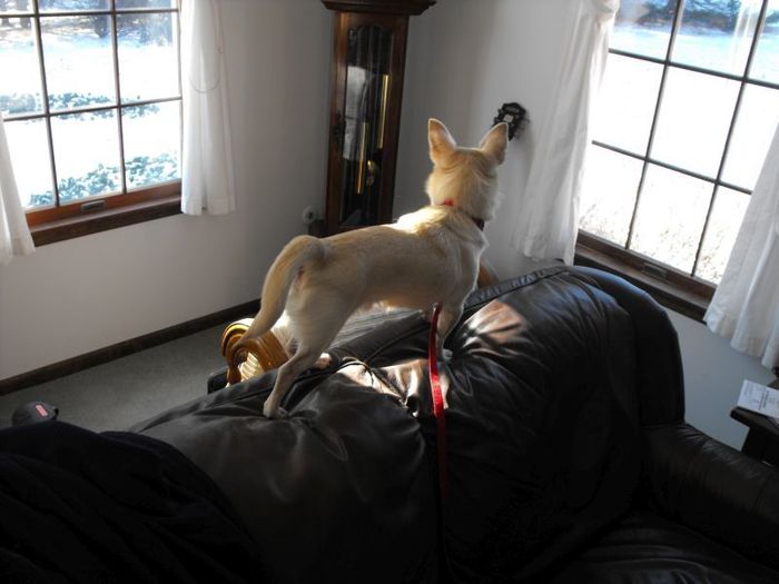 Jasper Foster Jan 2015  12 pound Chihuahua