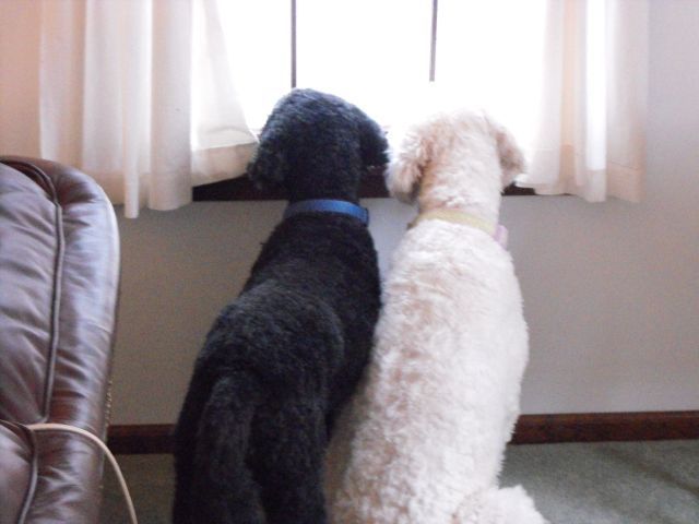2014 Neighbor Dogs watching for mom, better here than a kennel but not home