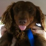 This is Bogie my BFF's doxie that's a paraphelegic now please pray for him!