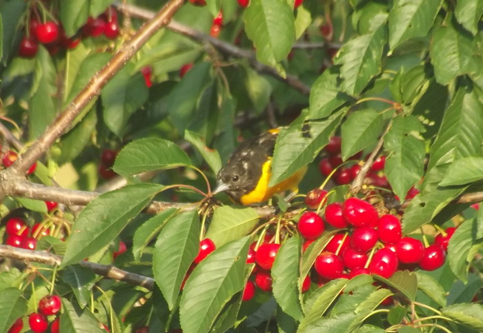 Baltimore oriole in our cherry tree :)