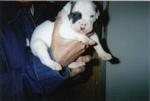 MAGGY CHANCE RATTLER AS A BABY! TWO WEEKS OLD! SHE NOW IS 23 MONTHS OLD AND WEIGHS 80 POUNDS!