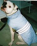 MAGGY IN HER 2008 WINTER COAT! NOW SHILOH AND MOLLY NEED NEW WINTER COATS! HA!