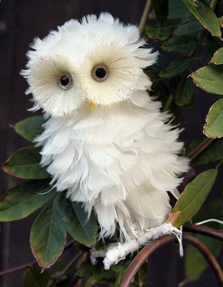 adorable baby owl