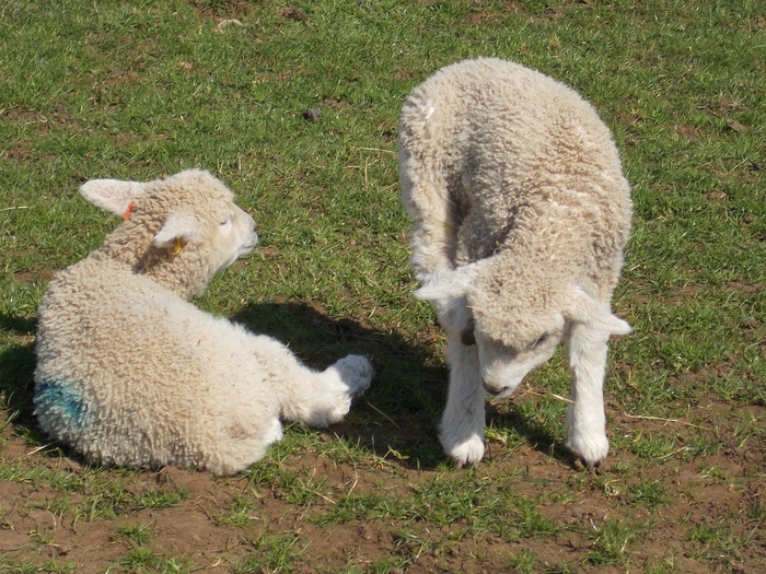 New Born Lambs April 2015