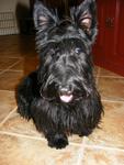 My year and half old Scottish Terrier  Goofy 