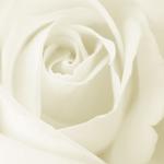 I love white roses.