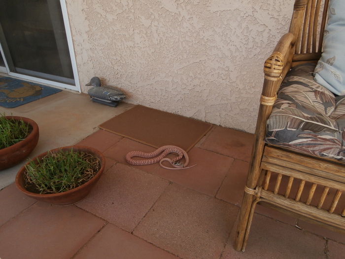 friend on my patio
