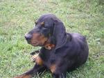 My male black and tan coonhound - Jethro