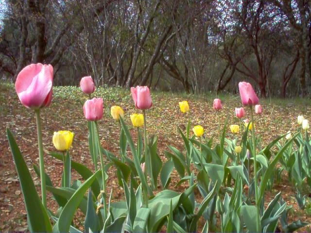 March tulips