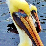 Love the Pelicans in our Bay!