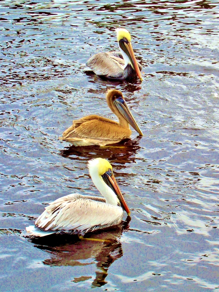 3 Types of Pelican "posing" for me! 