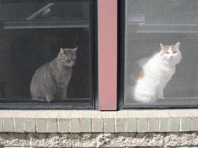 Who is that kitty in the window?