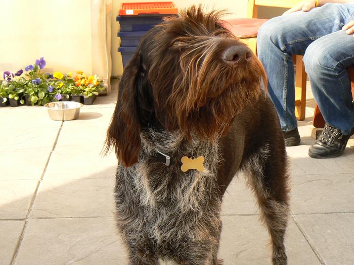 Poppy my 3yr old German Wirehaired Pointer Baby lol