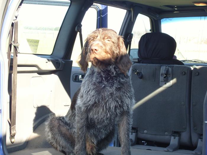 My rescued German Wirehaired Pointer,when they rescued him they thought he was a greyhound!!