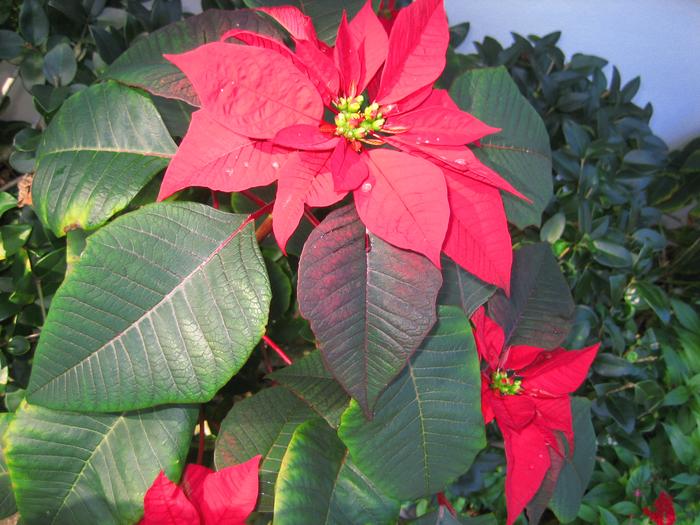 Last Year's Poinsettia (how do they know when to change color)