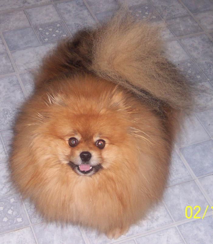 Our cute little Pom---Mickey