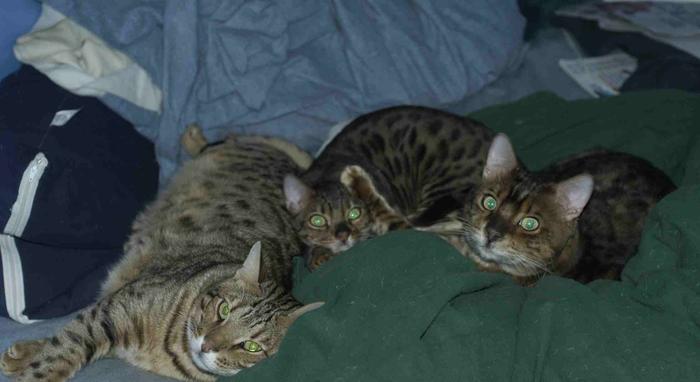 Bengals in bed: Fizz, Sprite and Strike