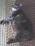 KATO was avery "fat cat" but he was sooo cute