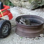 Yep we found a baby coon in our fire pit