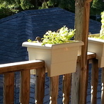 A dove sitting in the planter box