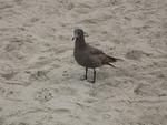 Very nice gull type bird at the beach.