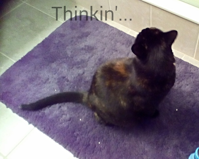 Sookie: "Should I jump on the sink?"