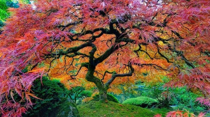enchanted tree
