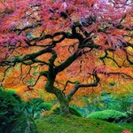 enchanted tree
