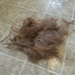 The pile of hair from Preston's hair cut