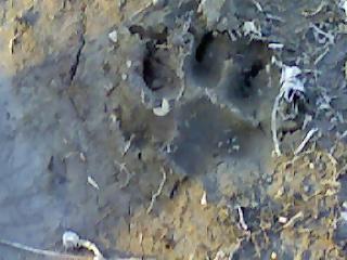 another paw print