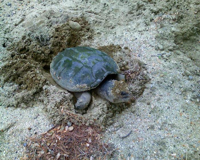 turtle having babies