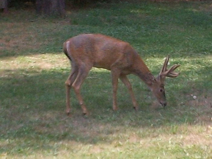 One buck out of 4-5 come in yard.
