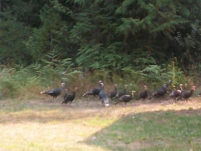 Thanksgivng is around the corner..Look out Wild Turkeys!