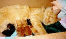 Mama nursing her kittens (1998)
