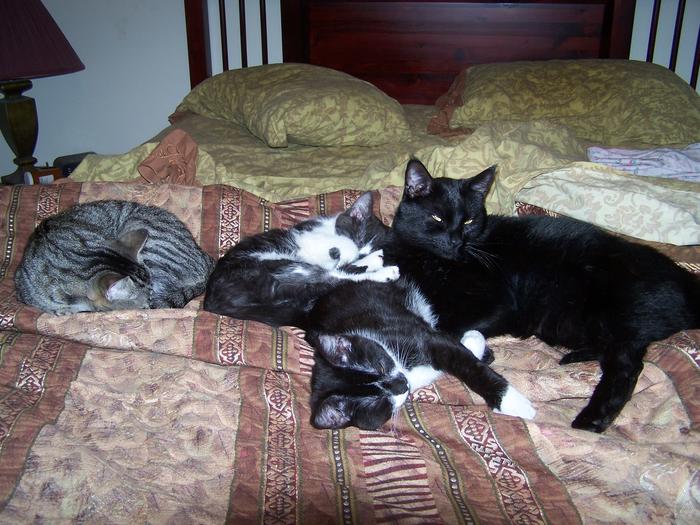 Blackie, Teddy, Stache and Scarlet