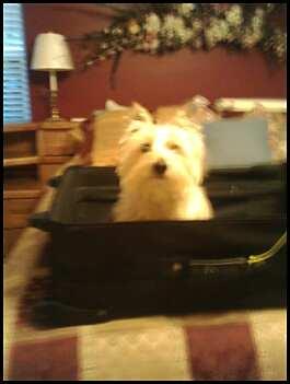 Ginny packs herself in suitcase