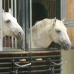 Lippanzaner Stallions at the Spanish Riding School