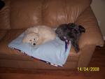 Piper (puppy) & Jazzy (9)