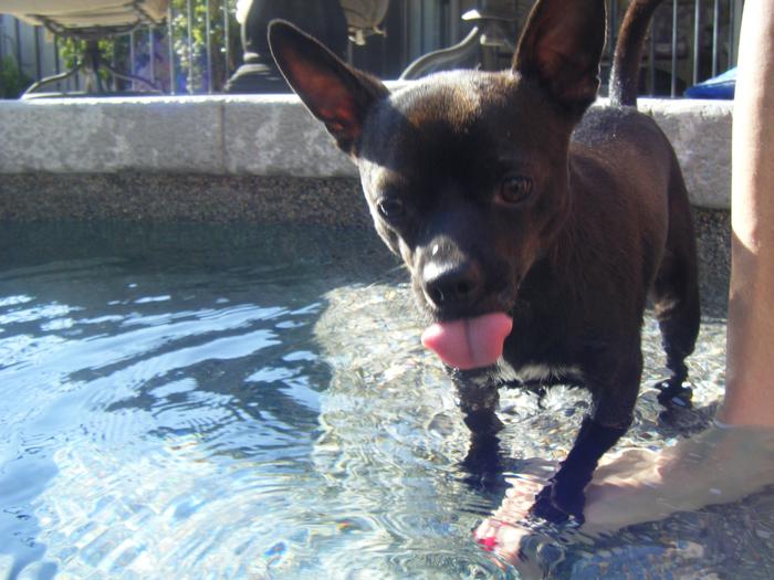 my chihuahua who loves to swim
