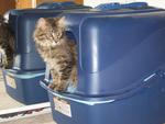 Dillan checking out the litter box