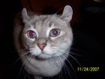 My Munchkin cat Petra