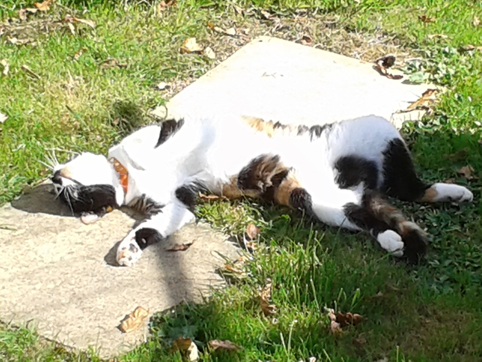 Tabitha having a lay in the sun
