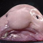 Please Help Save the Endangered Blobfish!