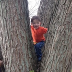 Professional tree climber!