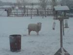 my sheep wilma and firt time we had snow in years!!!
