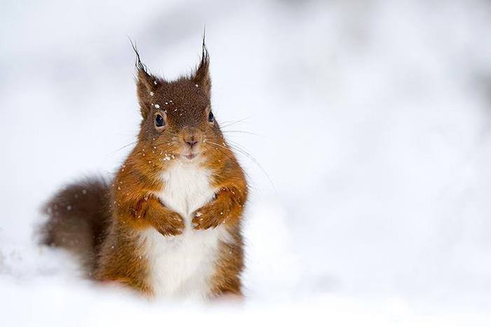 pretty wintery squirrel