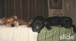 my 3 big, spoiled dogs!