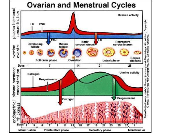 normal menstrual cycle