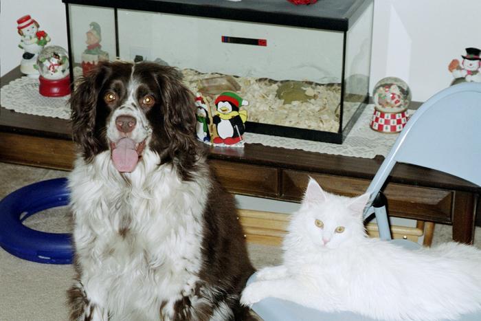 My Daisy (Maine Coon) when she was a kitten with my SILs dog, Luke